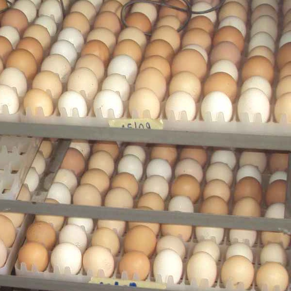 Develop the local poultry sector