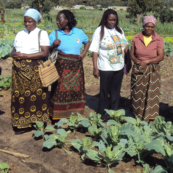Bilan du projet de légumes propres au Mozambique