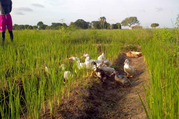 AP8-1-Canards dans la rizière sèche de Romélie Djiromait
